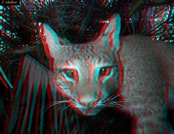 3 d不戴眼镜