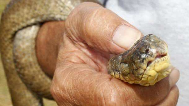 美国空军厌倦了这些蛇3