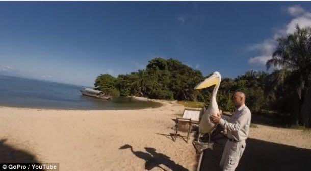 big_bird_pelican (3)