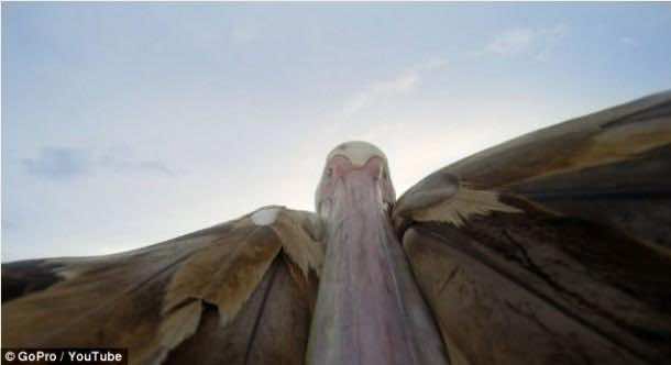 big_bird_pelican (6)