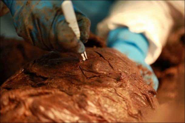 woolly_mammoth_return (5)