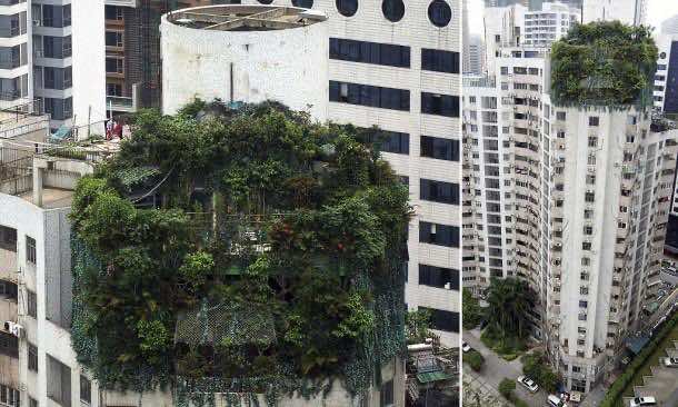 可疑的非法建筑被广州19层的住宅建筑物顶上的绿色植物覆盖