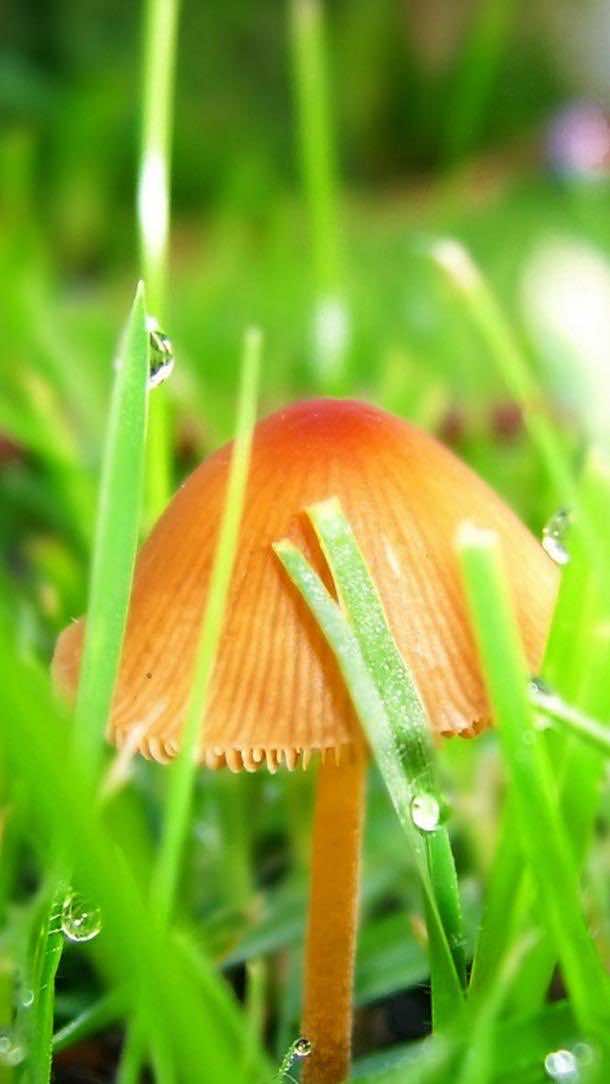 高清三星壁纸蘑菇