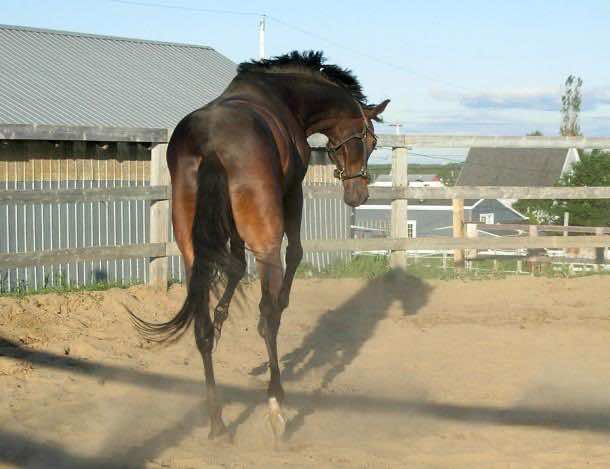 克利夫兰3中的气球