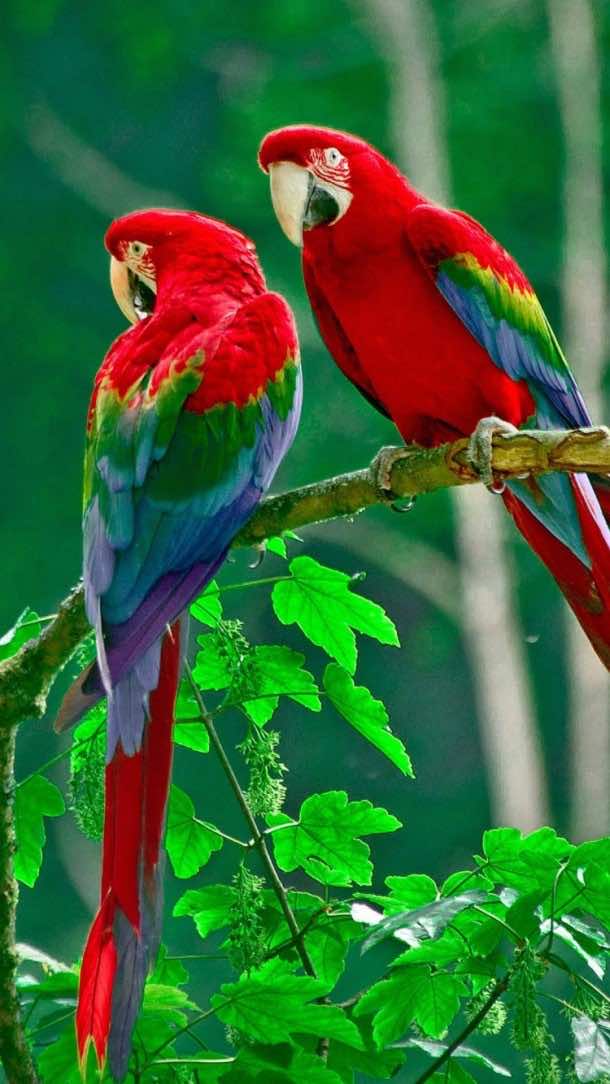 750x1334 iPhone 6壁纸