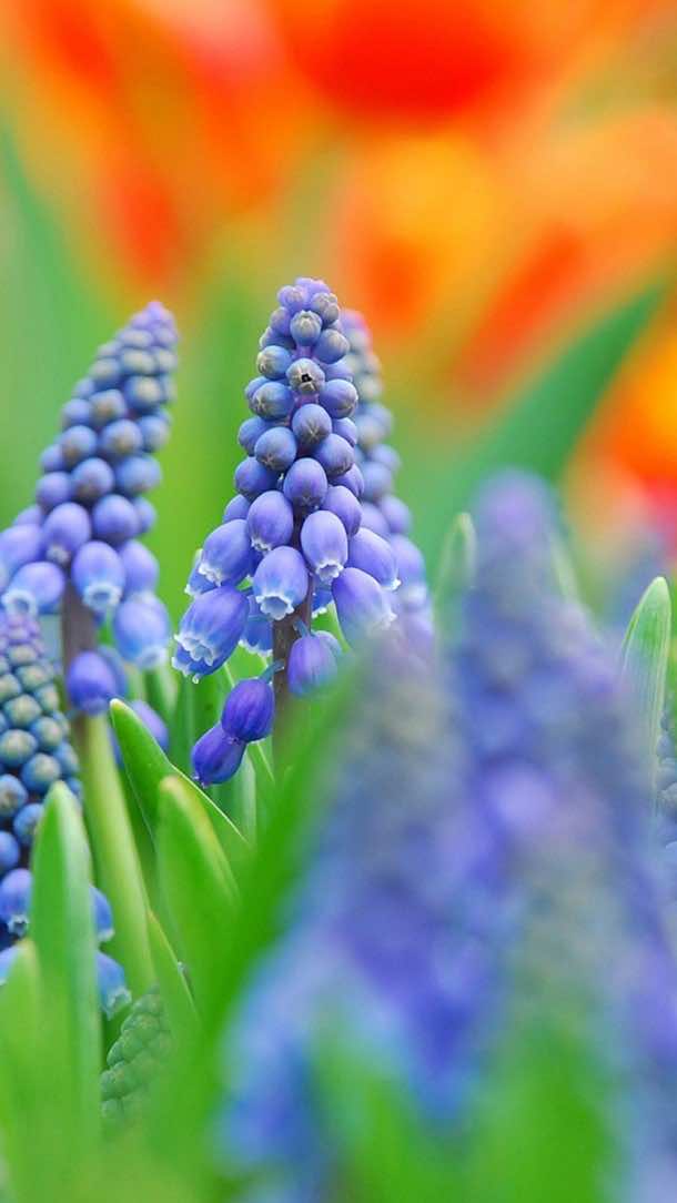 750x1334 iPhone 6壁纸