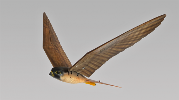 Robirds4