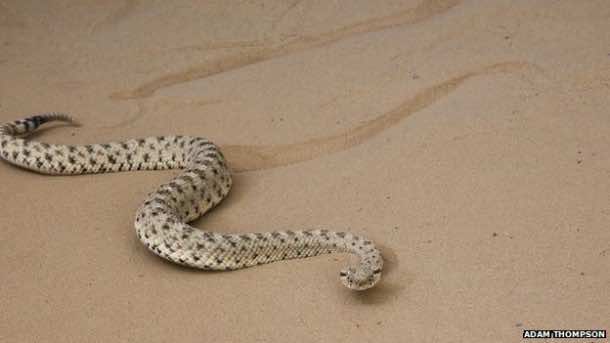 蛇机器人从sidewinder rattlesnake2学习一个技巧2