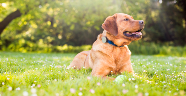 哨子活动监视器-你的宠物的健身追踪器4