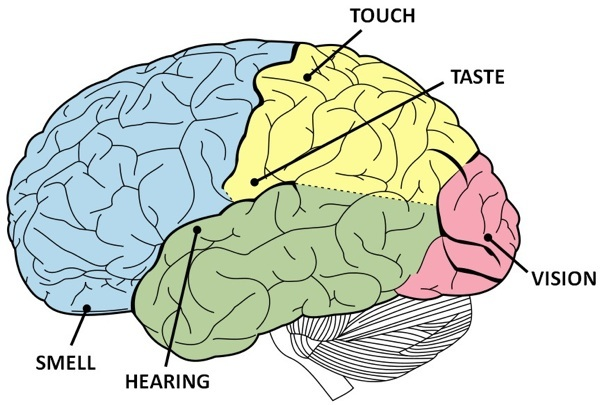 brain works