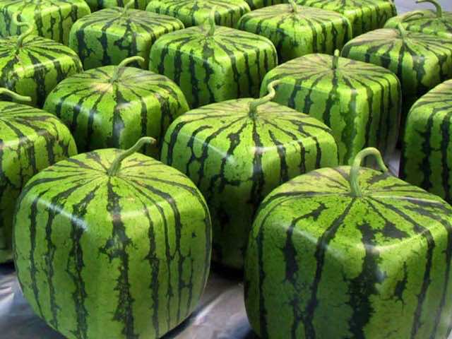 square-watermelon-photo