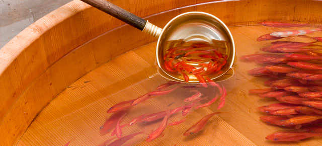 3 d-goldfish-paintings