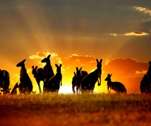 澳大利亚壁纸16