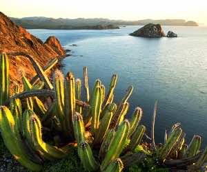 Senita仙人掌生长在岛屿Datil