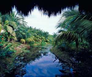 树木茂盛的自然流
