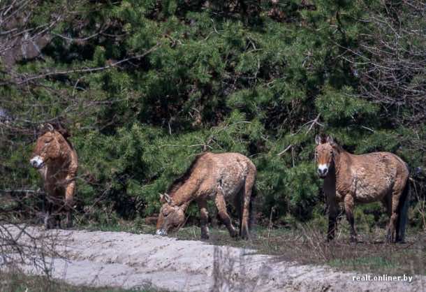 切尔诺贝利现在看起来如何6