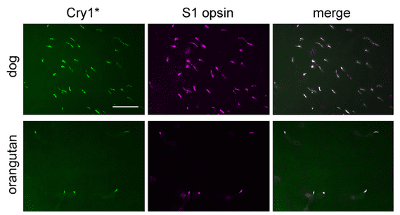 狗和某些灵长类动物可以看到磁场