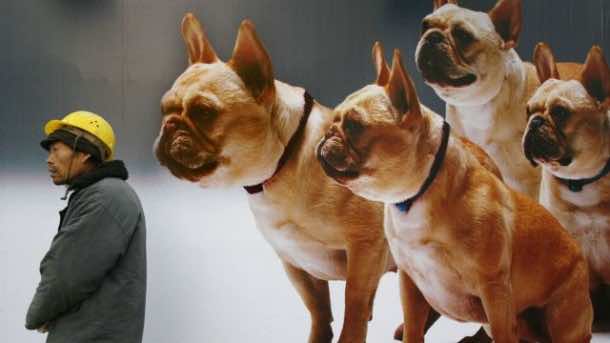 狗和某些灵长类动物可以看到磁场