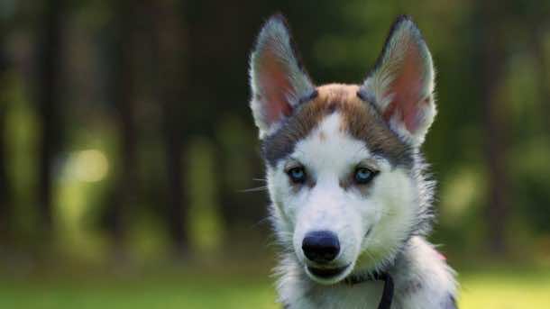 狗和某些灵长类动物可以看到磁场