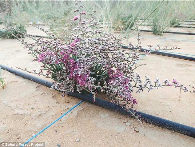 30 million dollar farm in Sahara desert