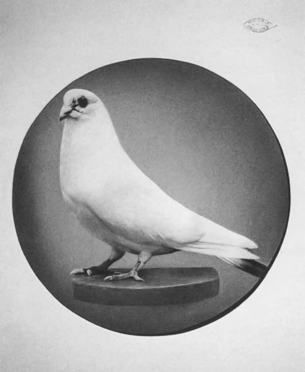 特斯拉的冲动和思维