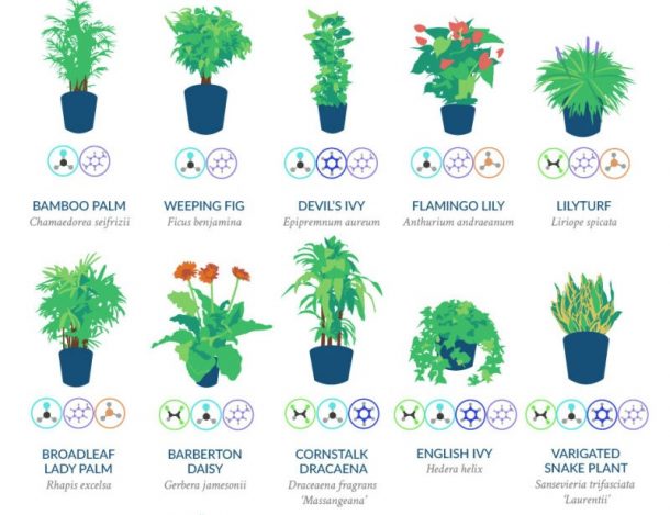 美国国家航空航天局称，18种植物最擅长过滤你家里的空气
