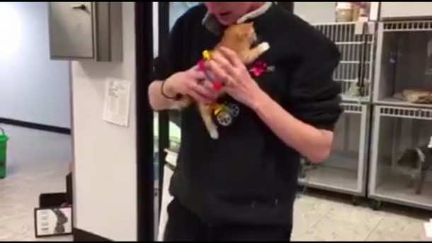 k'nex零件有助于瘫痪的小猫跑步并为第一次播放_image 4