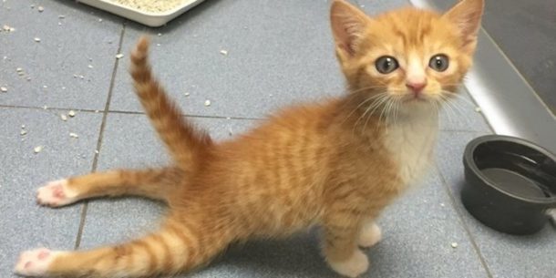 k'nex零件有助于瘫痪的小猫跑步并播放第一次image 6