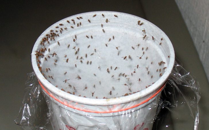 Fruit-Fly-Cup-Trap
