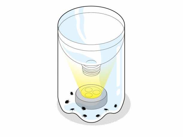 Traps2_StinkBugs