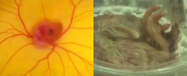 看孵出来没有一个蛋壳Video_Image 1