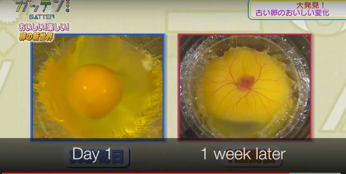 chicken-hatch没有蛋壳