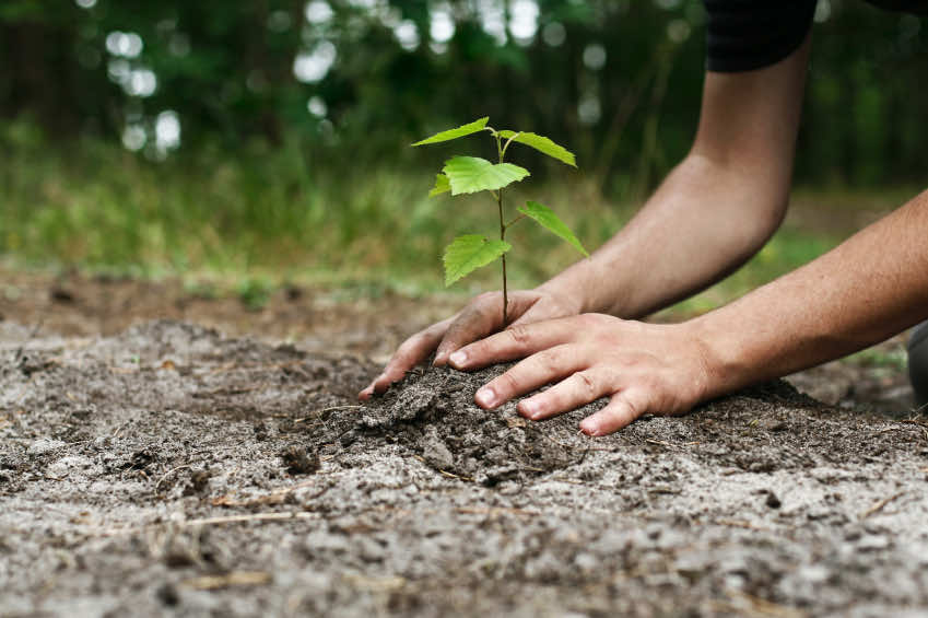 treplanting