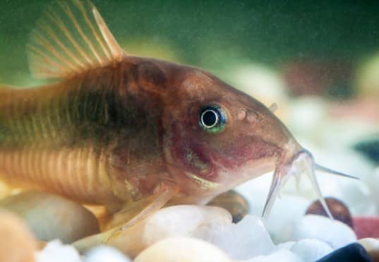 图片通过Wikimedia创意共享