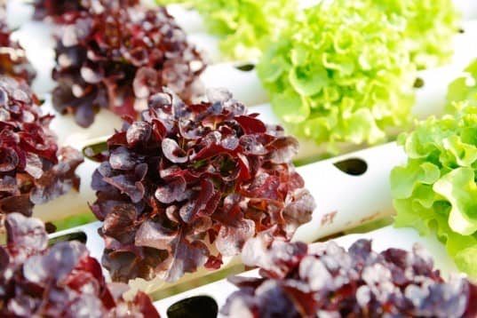 图片通过Wikimedia创意共享