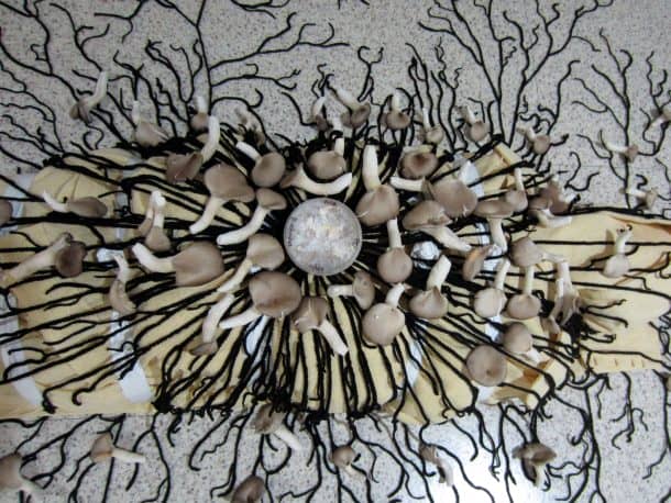 注入蘑菇的埋葬西服将尸体转变为干净的COLPOST_IMAGE 1