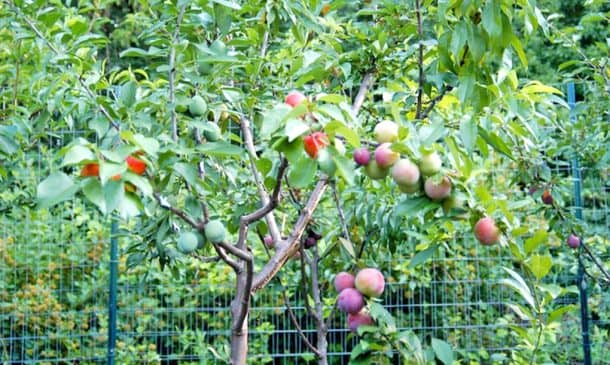 这棵神奇的童话树可以生长40种不同的水果