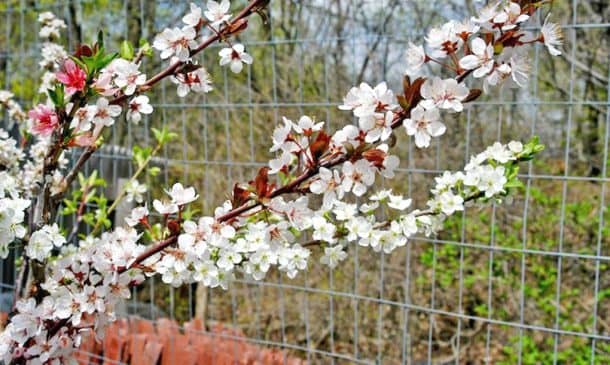 这棵神奇的童话树可以生长40种不同的水果