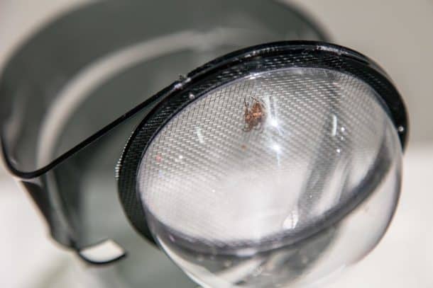 想要呼吸清洁的空气，戴上这款高级定制口罩，上面有一只蜘蛛