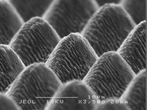 学分:照片gizmag说
