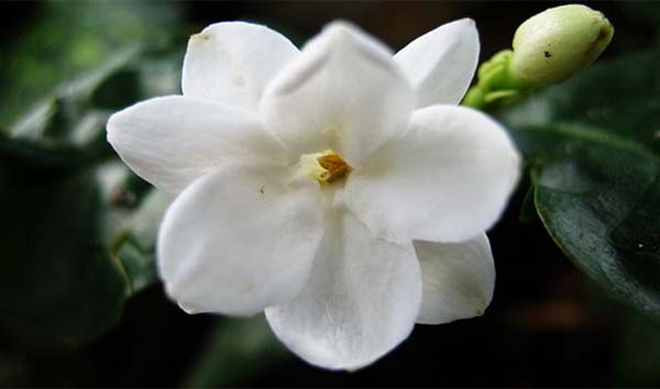 13-weird-things-banned-in-various-countries_image-08