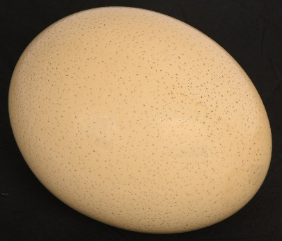 how-do-the-baby-birds-breathe-inside-the-egg_image-3