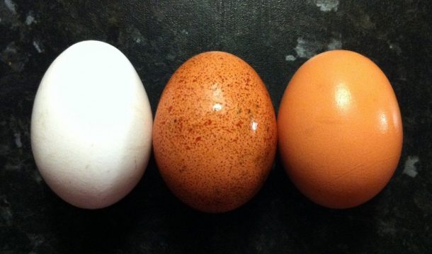 how-do-the-baby-birds-breathe-inside-the-egg_image-4
