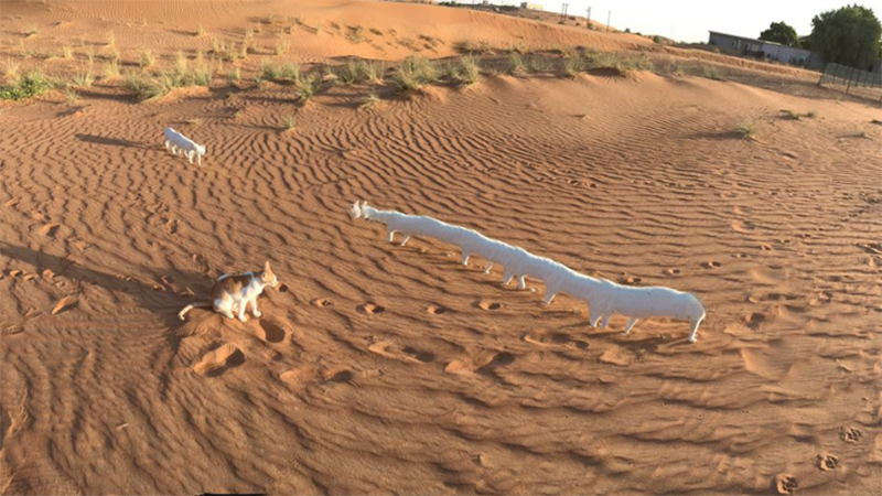 iPhone故障把猫变成毛毛虫