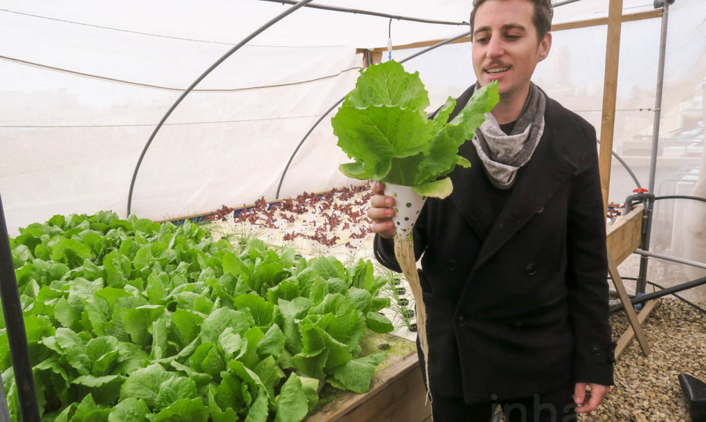 绿色- - -城市- tel aviv -屋顶农场- 18 - 1020 x610