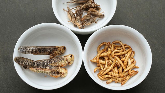 未来的食物