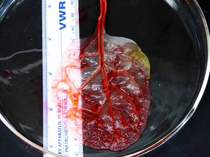 菠菜叶植入心脏组织(6)