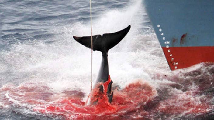 南极海洋捕鲸