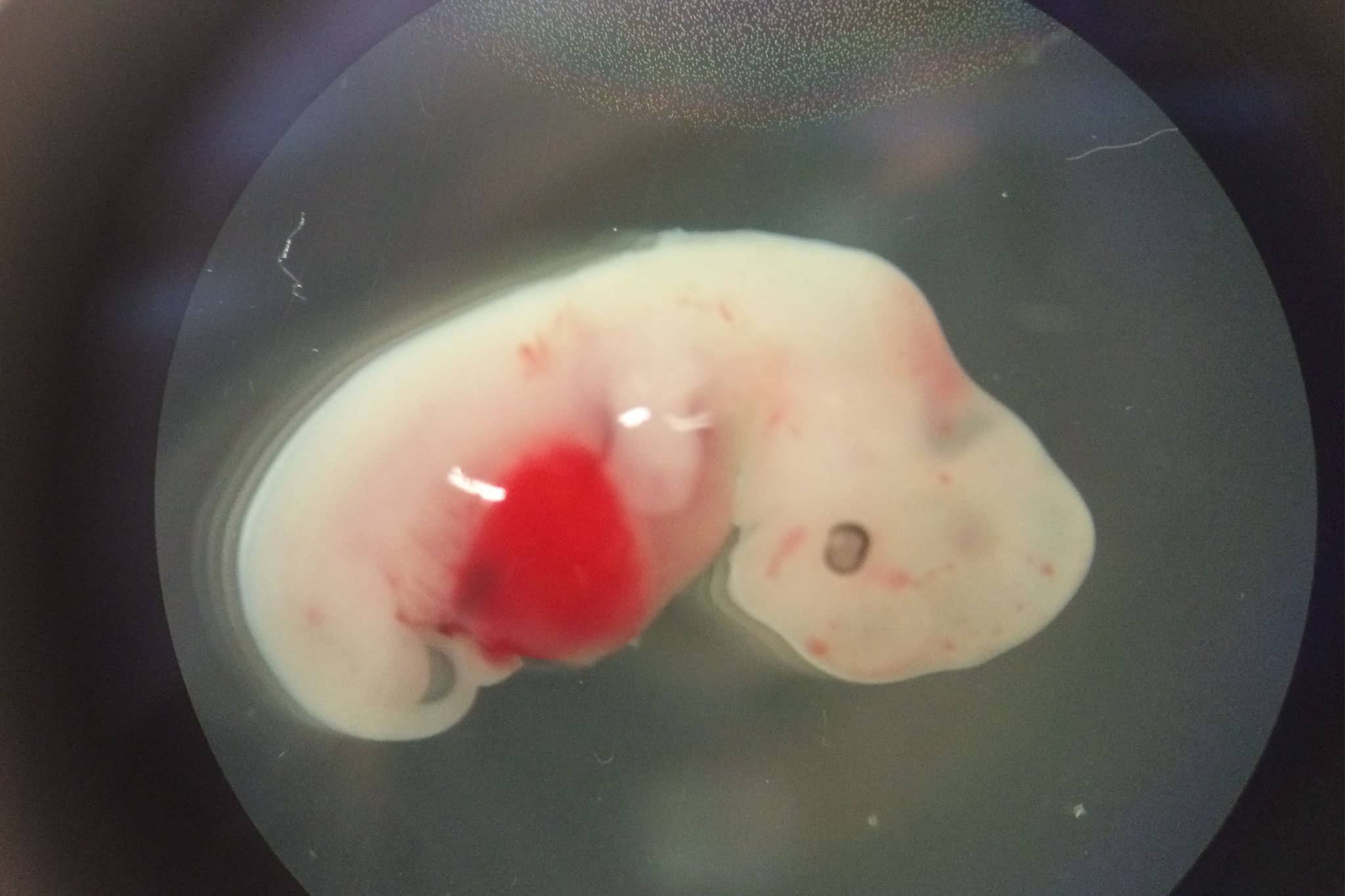 混合胚胎