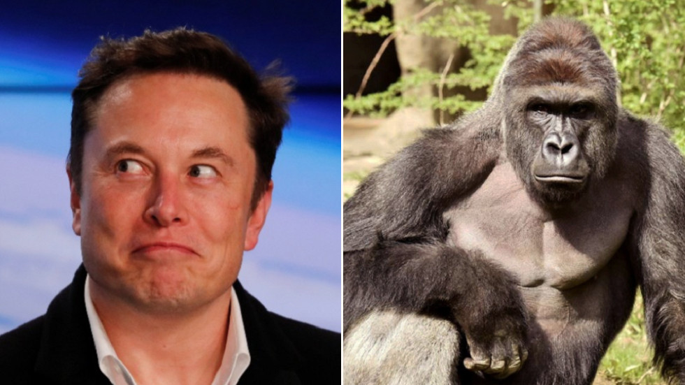 埃隆·马斯克（Elon Musk）从RIP Harambe开始了他的SoundCloud说唱歌手！